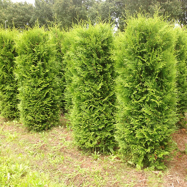 Thuja Smaragd Lebensbäume kaufen pflanzenabholen.de